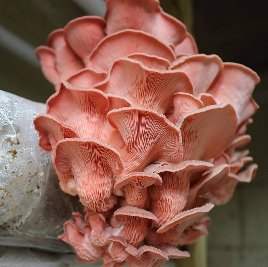 4176 mushroom 670mm×580mm NEW YME x Growtropicals Grey Oyster Mushroom Kit | Mushroom Kit